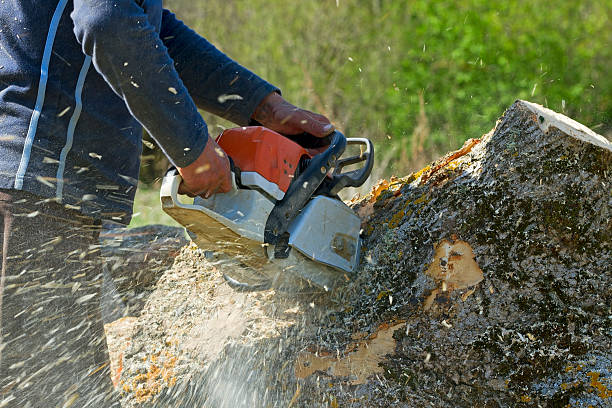 Best Affordable Tree Service  in Hudson Oaks, TX